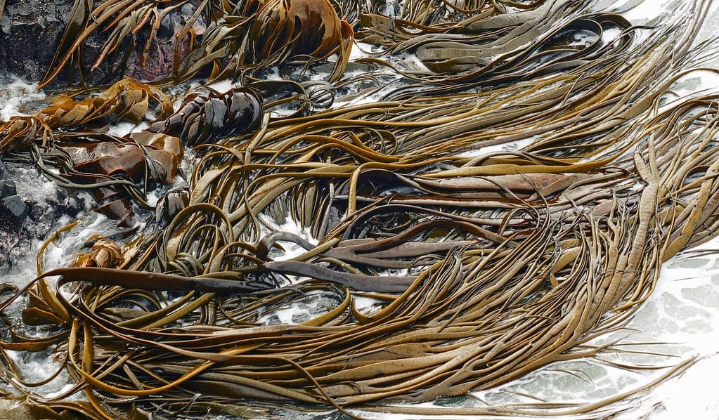 Kelp