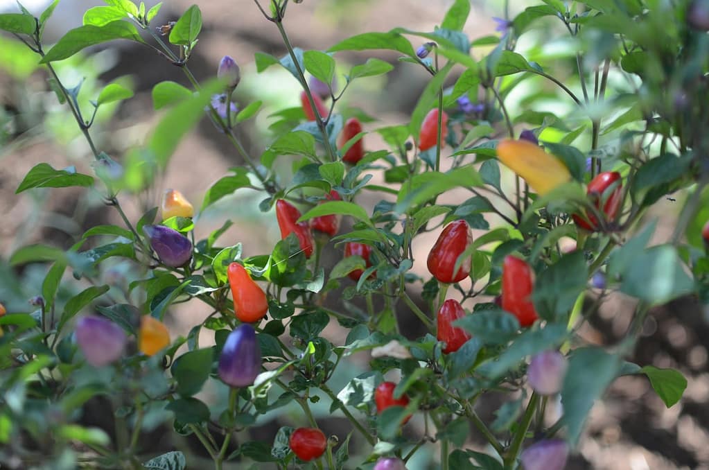 Ornamental Pepper Plants
