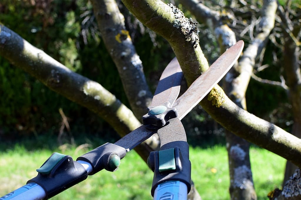 Pruning timings