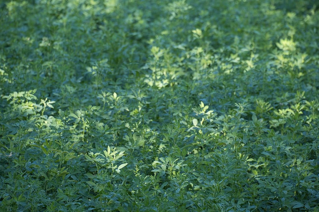 Alfalfa 