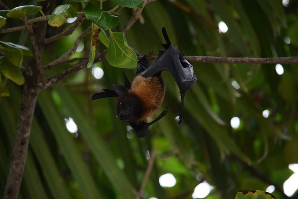 Bat Guano