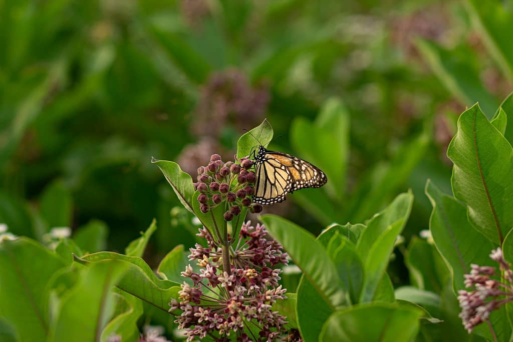 milkweed