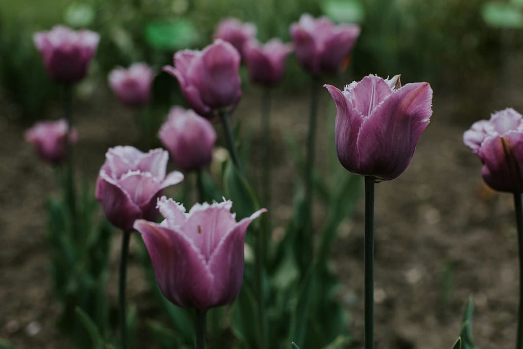 Greigii Tulips