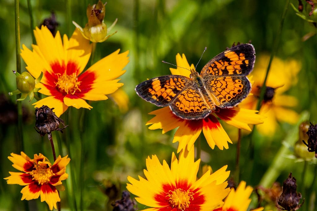 coreopsis flower