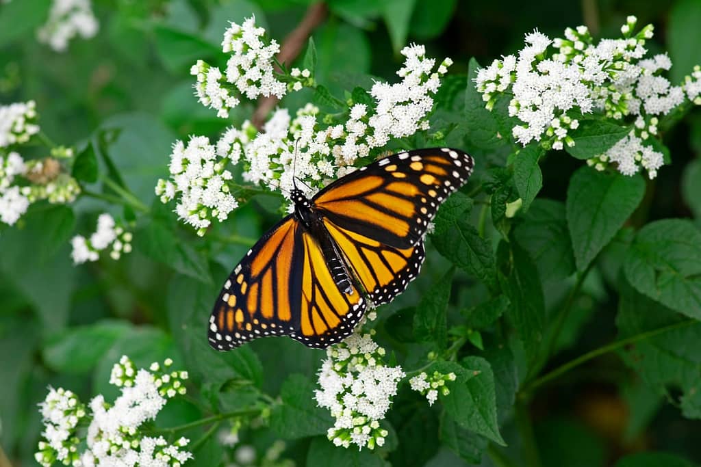 Yellow Monarch Butterfly