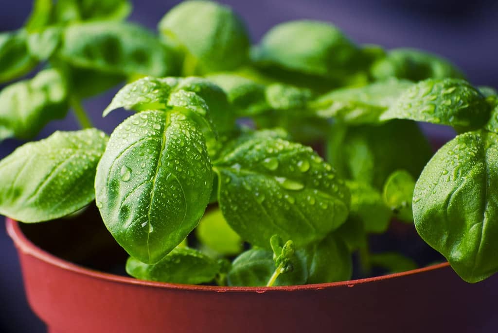 DIY Herb Garden