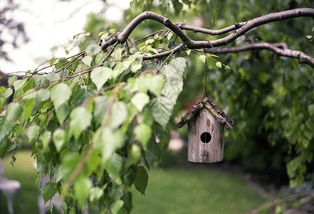 Right Location for Bird Feeders