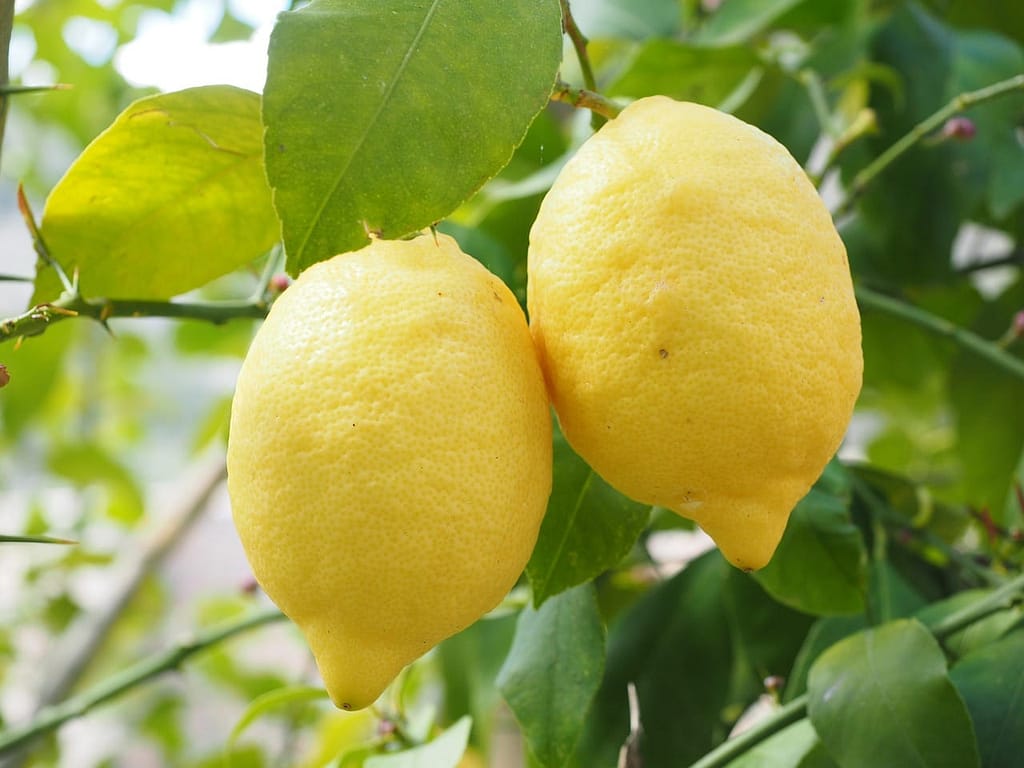 Kagzi Lemon