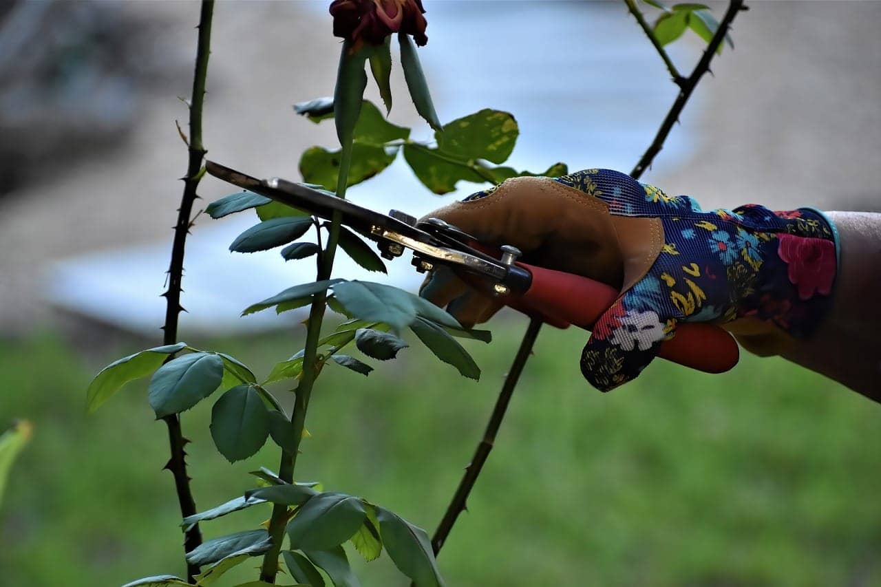 Pruning Tips for Beginners: Step-by-Step Guide to Pruning