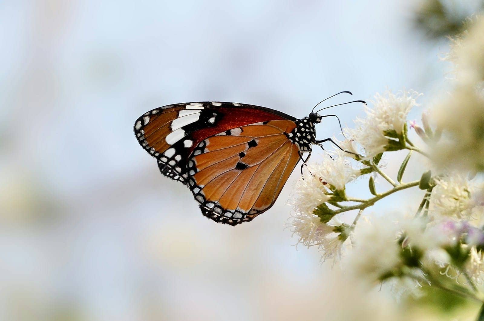 Myth Busted: The Truth About the Yellow Monarch Butterfly