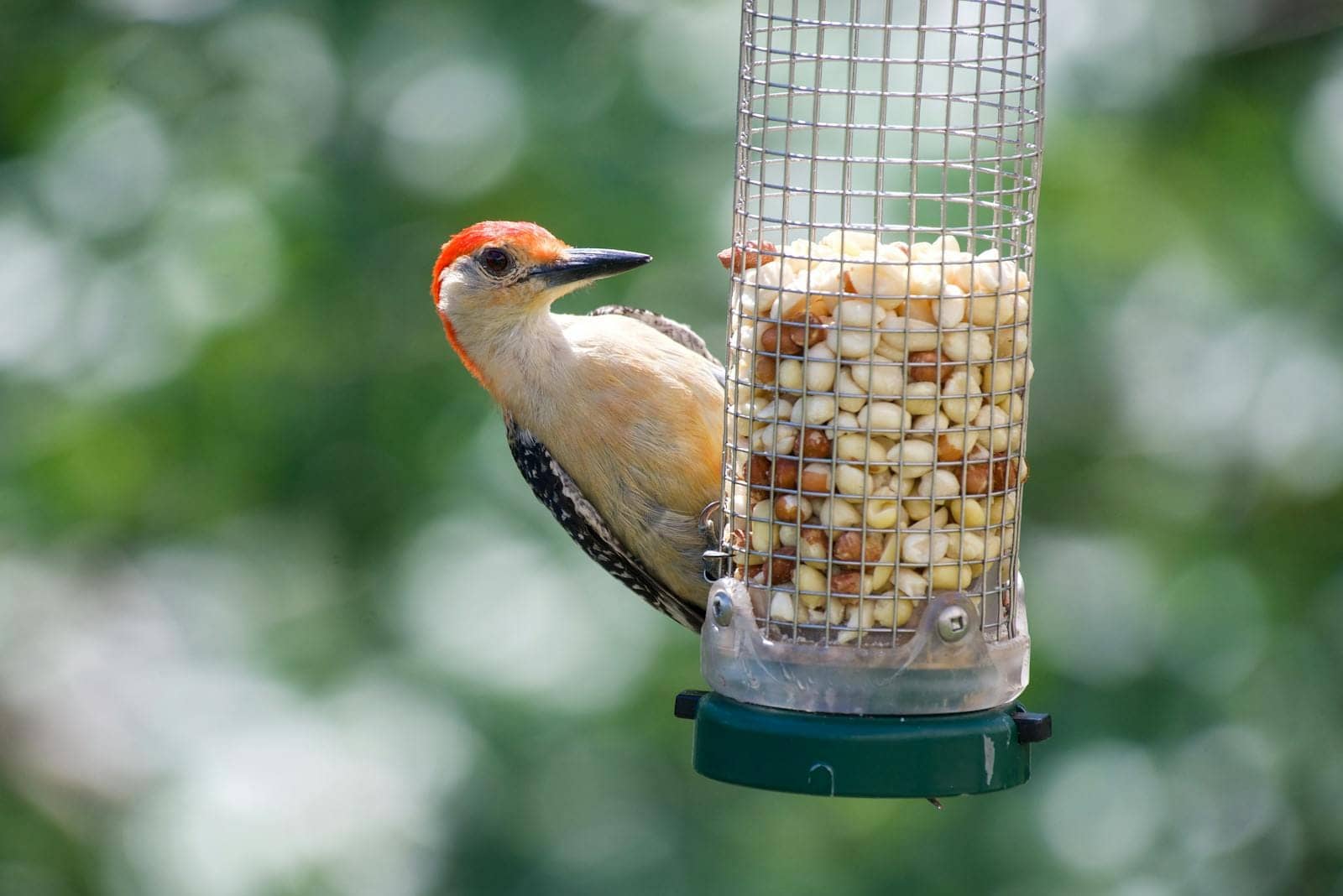Bird Feeders: Attract Colorful Wild Birds