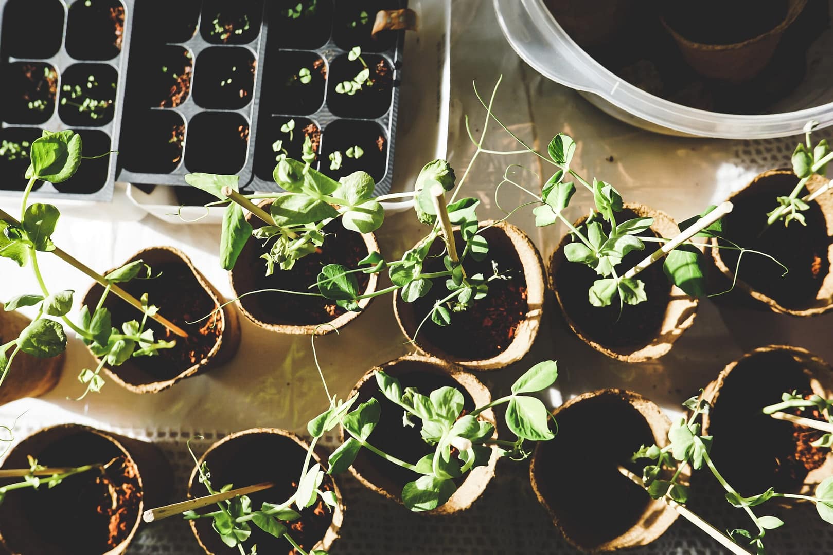 Secrets of Successful Gardening: 10 Expert Gardening Tips to Transform Your Backyard Paradise