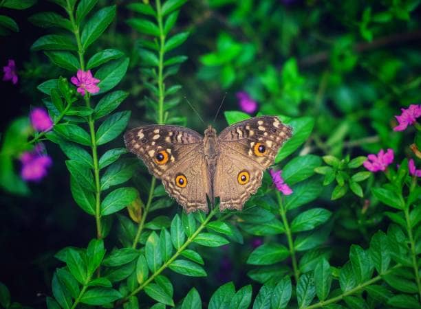 Butterfly or Bee Garden