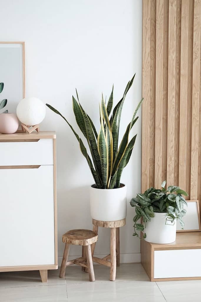 natural air purifiers